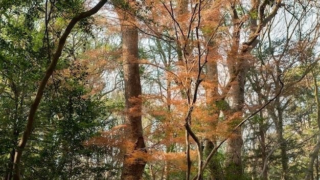 Buk amerykański, 100 najczęściej występujących drzew w Ameryce Północnej