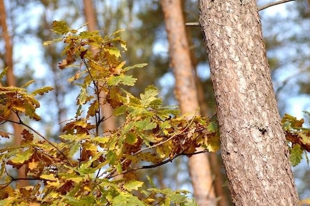 Mockernut Hickory, 100 najpopularniejszych drzew w Ameryce Północnej