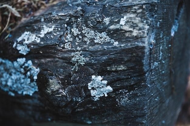 Odkryj minerały tworzące skały