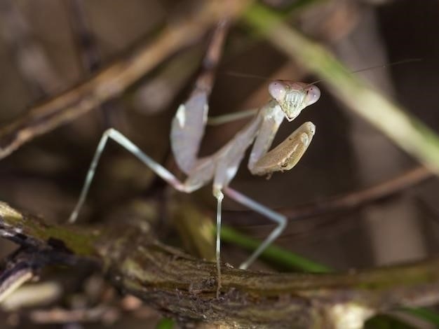 Zwyczaje i cechy os Braconidae