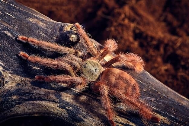 Zwyczaje i cechy wilczych pająków z rodziny Lycosidae