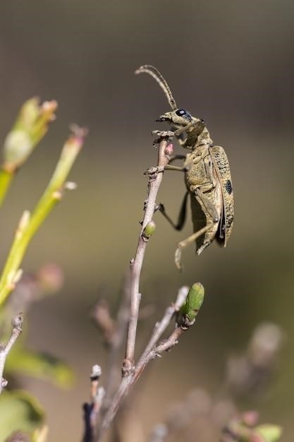 Ćmy sfinksowe, rodzina Sphingidae