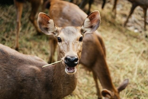 Fakty dotyczące Okapi (Okapia johnstoni)