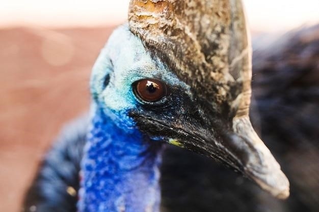 Fakty dotyczące marlina błękitnego (Makaira nigricans)