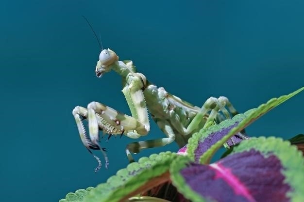 Pluskwiaki cuchnące, rodzina Pentatomidae