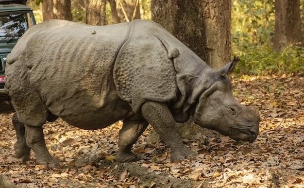 Nosorożec wełnisty (Coelodonta): Fakty i liczby