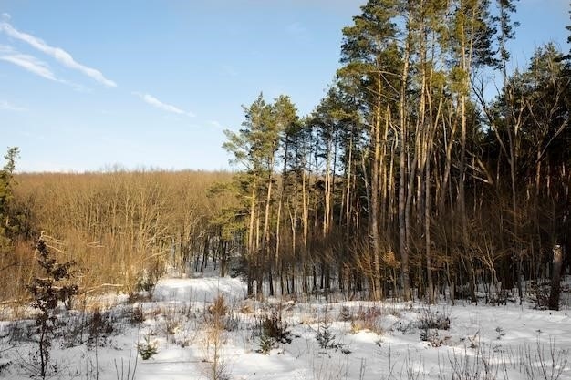 Sosna biała wschodnia, 100 najczęściej występujących drzew w Ameryce Północnej