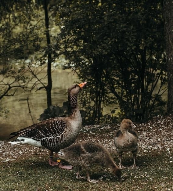 Fakty na temat gęsi kanadyjskiej: Siedlisko, dieta, drapieżniki i nie tylko