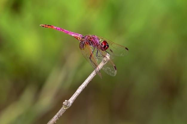 Odkryj ważkę Common Green Darner