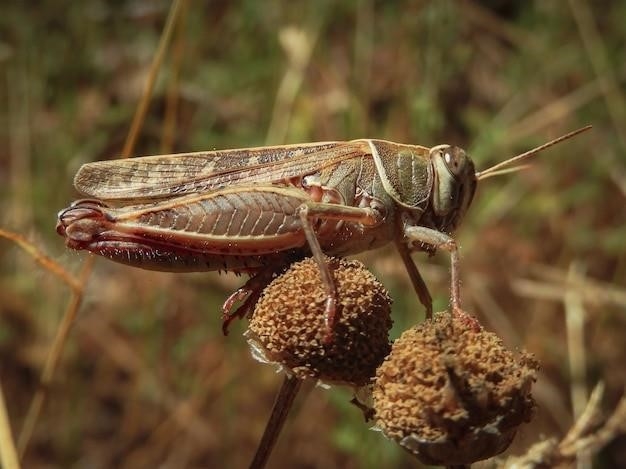 Fakty na temat ryb skorpionowatych (Scorpaenidae)