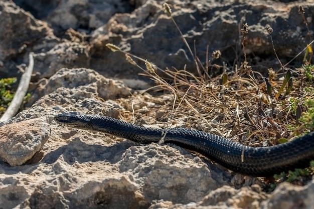 Fakty dotyczące jadowitych węży morskich (Hydrophiinae i Laticaudinae)