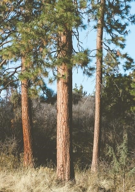 Sassafras, pospolite drzewo w Ameryce Północnej