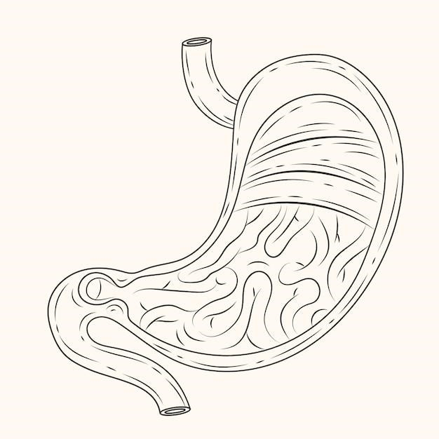 Ilustrowana anatomia żołądka