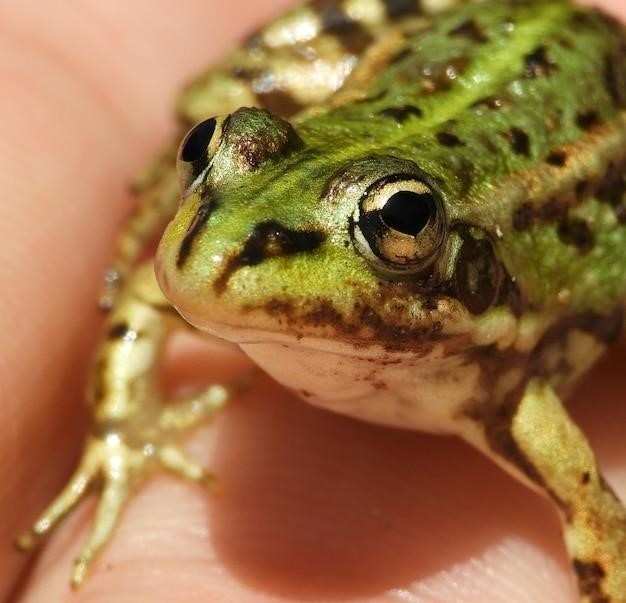 Dziwne fakty na temat nagiego szczura kretowego (Heterocephalus glaber)