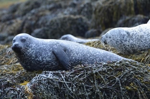 Foka szara (Halichoerus grypus) – fakty