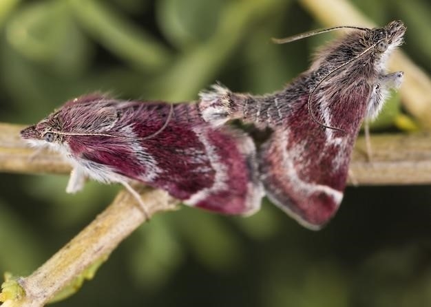 Ćma cygańska (Lymantria dispar)