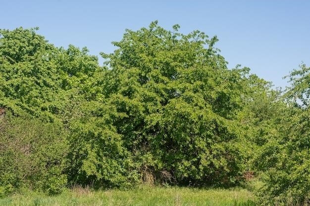 Cucumbertree, pospolite drzewo w Ameryce Północnej