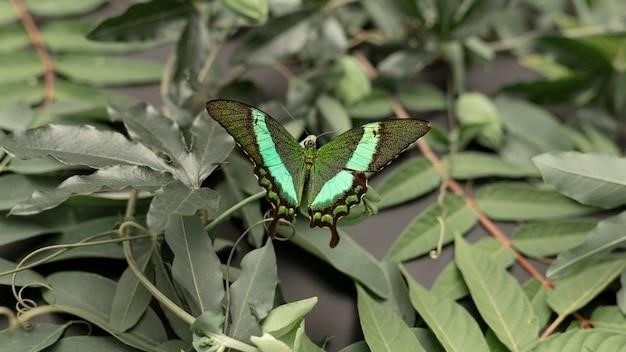 Motyle i ćmy, rząd Lepidoptera