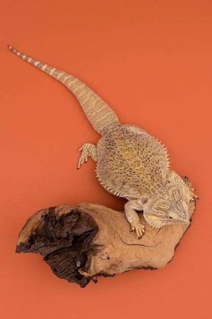 Fakty dotyczące Chuckwalla (Sauromalus)