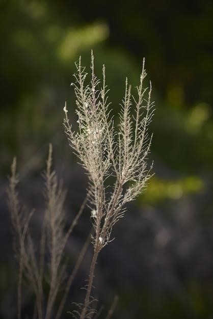 Jęczmień (Hordeum vulgare) – historia udomowienia