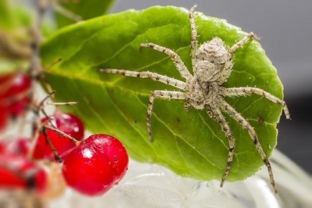 Zwyczaje i cechy pająków Hobo (Tegenaria agrestis)