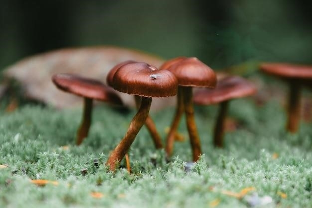 Myriapods: Wielonożne stawonogi