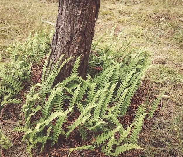 Brosimum alicastrum, starożytne drzewo chlebowe Majów